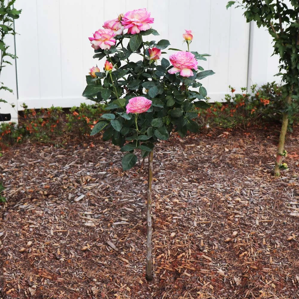 Marc Chagall™ Rose Tree 4 Marc Chagall™ Rose Tree - Image 2