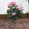 Marc Chagall™ Rose Tree -Brighterblooms Shop Marc Chagall Standard BB 600x600 ec96a9ff 78ed 4693 b95d f3856361b6f7
