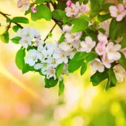 Mutsu Apple Tree -Brighterblooms Shop Matsu Crispin Apple 5