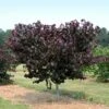Merlot Redbud Tree -Brighterblooms Shop Merlot Redbud BB 600x600 01a8fb79 c09d 4004 83cd 773afad2a701