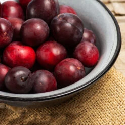 Methley Plum Tree -Brighterblooms Shop Methley Plum 2 BB