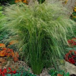 Mexican Feather Grass -Brighterblooms Shop Mexican Feather Grass 5