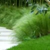 Mexican Feather Grass -Brighterblooms Shop Mexican Feather Grass BB 600x600 1c4ae0ed 716d 453c b7c2 08137419482c