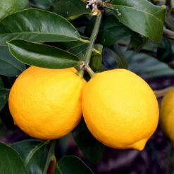 Meyer Lemon Tree -Brighterblooms Shop Meyer Lemon Tree 4 BB 90c45e65 e2db 43f0 9ad5 676879fe5083