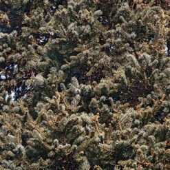 Meyer Spruce Tree -Brighterblooms Shop Meyer Spruce Tree 3