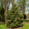 Meyer Spruce Tree -Brighterblooms Shop Meyer Spruce Tree BB 600x600 3914b049 8bea 4398 a1ec 4cf6e2952c0d