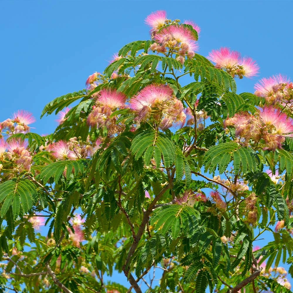 Mimosa Silk Tree 4 Mimosa Silk Tree - Image 2