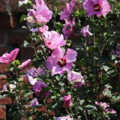 Minerva Rose Of Sharon Althea Shrub -Brighterblooms Shop Minerva Rose of Sharon 4 BB