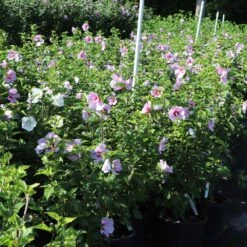 Minerva Rose Of Sharon Althea Shrub -Brighterblooms Shop Minerva Rose of Sharon 7 BB