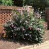 Minerva Rose Of Sharon Althea Shrub -Brighterblooms Shop Minerva Rose of Sharon BB 600x600 4666b7f4 37bd 4a99 8036 3909e51ccbe4