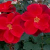 Miracle On The Hudson™ Rose -Brighterblooms Shop MiracleontheHudsonBush CertifiedRoses