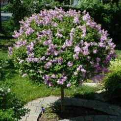 Miss Kim Lilac Tree