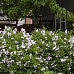 Miss Kim Lilac Shrub 8 Miss Kim Lilac Shrub -Brighterblooms Shop Miss Kim Lilac Shrub 1 BB