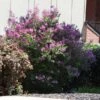Miss Kim Lilac Shrub -Brighterblooms Shop Miss Kim Lilac Shrub 600x600 BB
