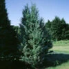 Moonglow Juniper Tree -Brighterblooms Shop Moonglow Juniper BB 600x600 6d29aeb1 4cb9 4137 9693 f27d44a8f519