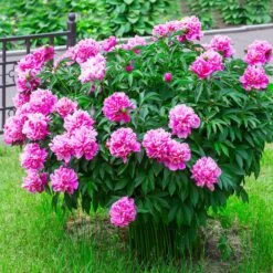 Mr. Ed Peony 7 Mr. Ed Peony -Brighterblooms Shop Mr Ed peony 2