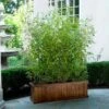 Bamboo Hedge Multiplex -Brighterblooms Shop Multi Plex Bamboo BB 600x600 24d38503 0998 4673 ae97 b359f5588bfb