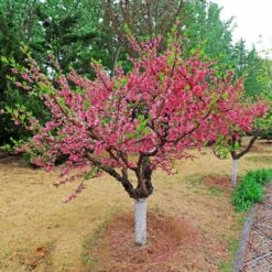 2-in-1 Peach Tree -Brighterblooms Shop Multi fruit peach 2