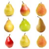 4-in-1 Pear Tree -Brighterblooms Shop Multifruit Pear 600x600 07428fbd 0dfb 43e7 96cd 984488dbd6ff