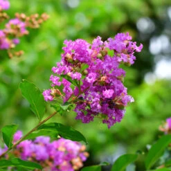 Muskogee Crape Myrtle Tree -Brighterblooms Shop Muskogee Crape Myrtle 5 BB 161c25fc f1ca 4350 9462 eb3c16d5480b