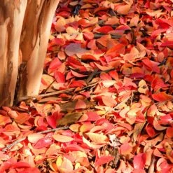 Muskogee Crape Myrtle Tree -Brighterblooms Shop Muskogee Crape Myrtle 6 a3eee72f d098 4554 ae81 0492771a776b