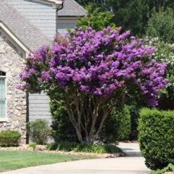 Muskogee Crape Myrtle Tree -Brighterblooms Shop Muskogee Crape Myrtle 8 BB