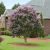 Muskogee Crape Myrtle Tree -Brighterblooms Shop Muskogee Crape Myrtle BB 600x600 4749eb2c eed9 47ec 935a 00a8ad5c2fb8