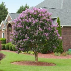 Muskogee Crape Myrtle Tree