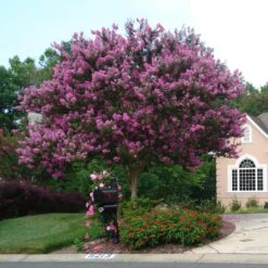 Muskogee Crape Myrtle Tree -Brighterblooms Shop Muskogee Crape Myrtle single trunk