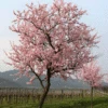 NE Plus Almond Tree -Brighterblooms Shop NE Plus Almond Tree 220