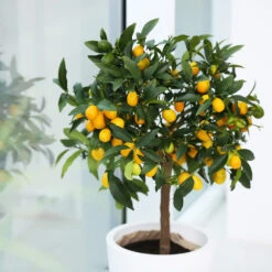 Nagami Kumquat Tree -Brighterblooms Shop Nagami Kumquat 2 BB