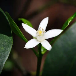 Nagami Kumquat Tree -Brighterblooms Shop Nagami Kumquat 4 BB