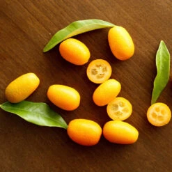 Nagami Kumquat Tree -Brighterblooms Shop Nagami Kumquat 5 BB