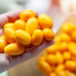 Nagami Kumquat Tree -Brighterblooms Shop Nagami Kumquat 8 BB