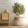 Nagami Kumquat Tree -Brighterblooms Shop Nagami Kumquat BB 600x600 14df5896 90e4 433d bf20 63f09e8b04fd