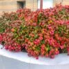 Fire Power Nandina Shrub -Brighterblooms Shop Nandina Firepower BB 600x600 6f6f8fa5 758a 4f61 ac80 05de73feb7da