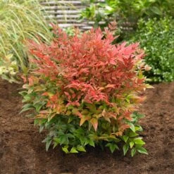 Obsession™ Nandina Shrub -Brighterblooms Shop Nandina Obsession 2