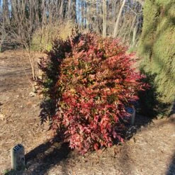 Obsession™ Nandina Shrub -Brighterblooms Shop Nandina Obsession 3