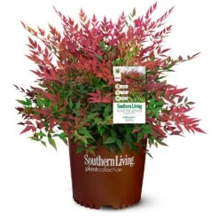 Obsession™ Nandina Shrub -Brighterblooms Shop Nandina Obsession 4