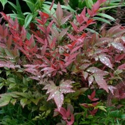 Obsession™ Nandina Shrub -Brighterblooms Shop Nandina Obsession 5 BB