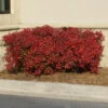 Obsession™ Nandina Shrub -Brighterblooms Shop Nandina Obsession 600x600 5f4bd2c3 f2a0 472c b5fb 855706261efb