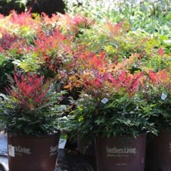 Obsession™ Nandina Shrub -Brighterblooms Shop Nandina Obsession 7 BB
