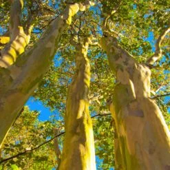 Natchez Crape Myrtle Tree -Brighterblooms Shop Natchez Crape Myrtle