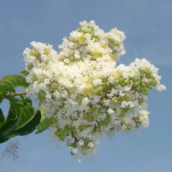 Natchez Crape Myrtle Tree -Brighterblooms Shop Natchez Crape Myrtle 4 BB