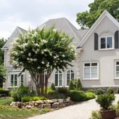 Natchez Crape Myrtle Tree -Brighterblooms Shop Natchez Crape Myrtle 5 BB