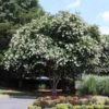 Natchez Crape Myrtle Tree -Brighterblooms Shop Natchez Crape Myrtle BB2 600x600 c98025f7 d171 4718 8720 00f9bb32ae7c