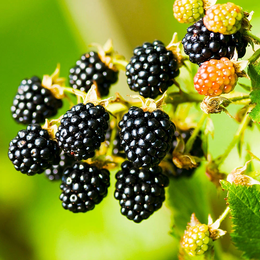 Navaho Blackberry 4 Navaho Blackberry - Image 2