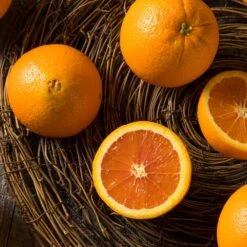 Navel Orange Tree -Brighterblooms Shop Navel Orange 3 BB 604a991f 7055 4201 9ddd 1e1e6b4d59fb