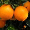 Navel Orange Tree -Brighterblooms Shop Navel Orange BB 600x600 2b8f501c 58d1 4325 bc72 f510a69c4e8c