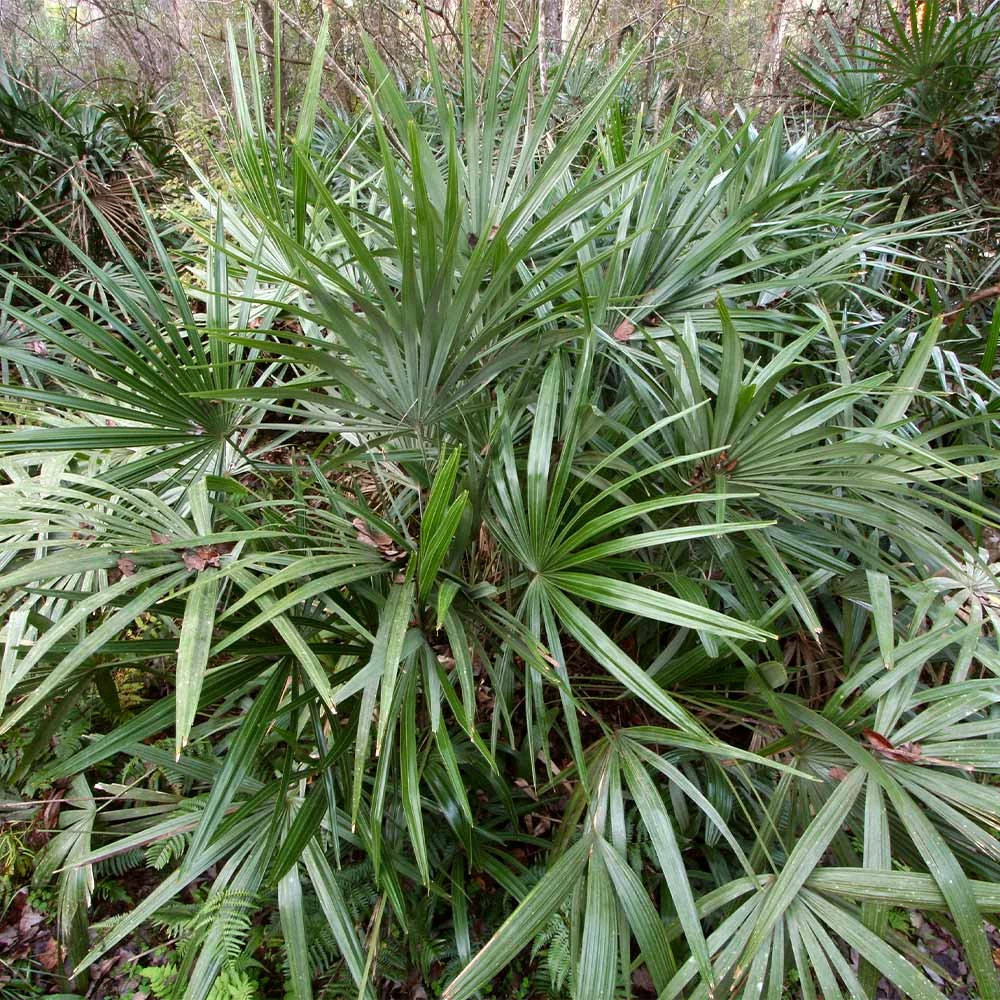 Needle Palm Tree 4 Needle Palm Tree - Image 2
